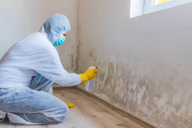 Licensed Attic Mold Remediation service in Jacksonville, NC - 24 Hour Mold Removal