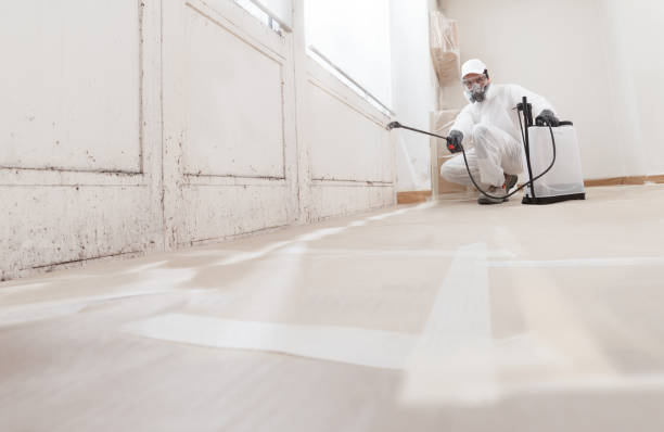 24/7 Emergency Attic Mold Remediation experts in Jacksonville, NC