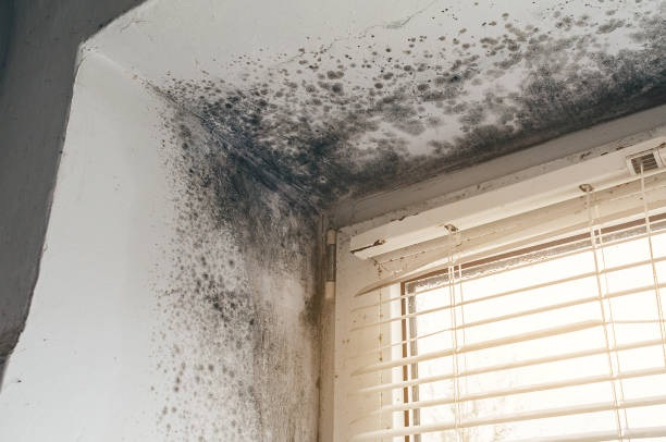 Affordable Attic Mold Remediation solutions in Jacksonville, NC